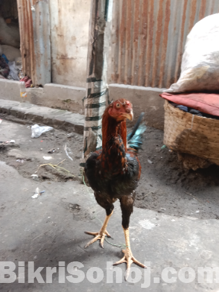 ফাইটার মোরগ বিক্রয় করা হবে।